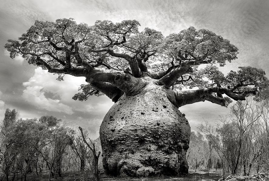 baobab-iv-andombiry-forest