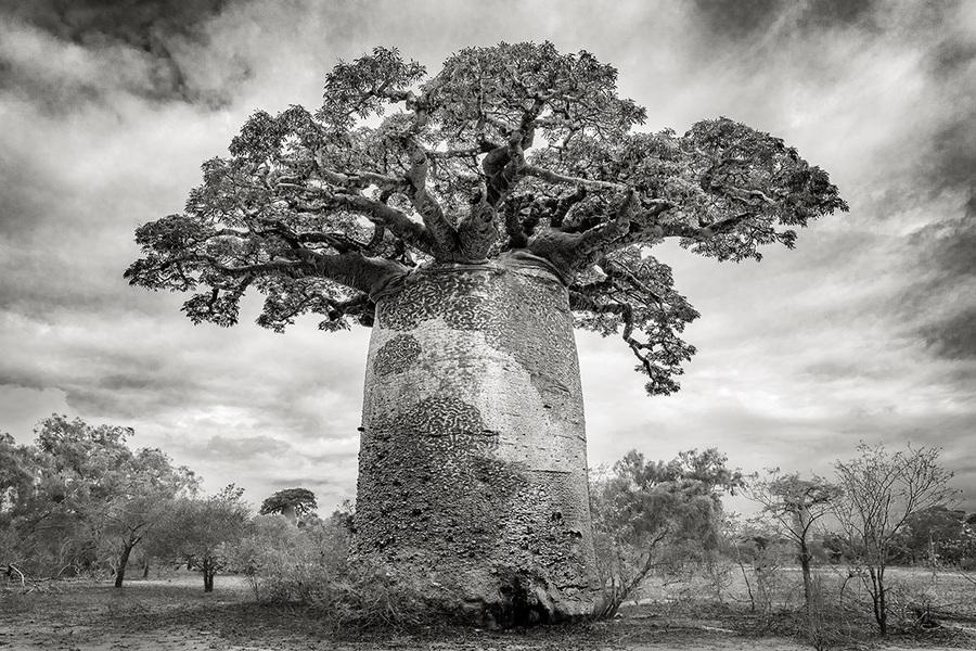 baobab-ix-andombiry-forest
