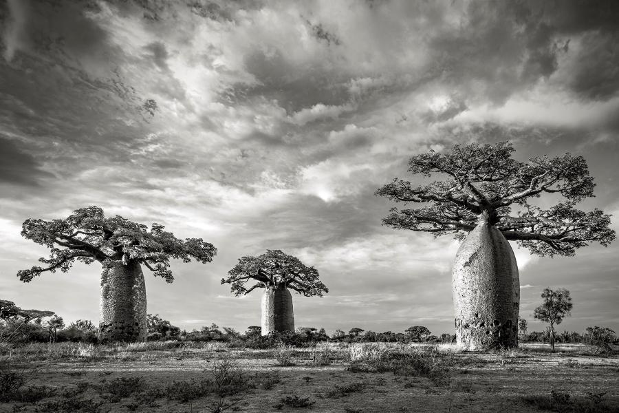 baobabs-v-andombiry-forest