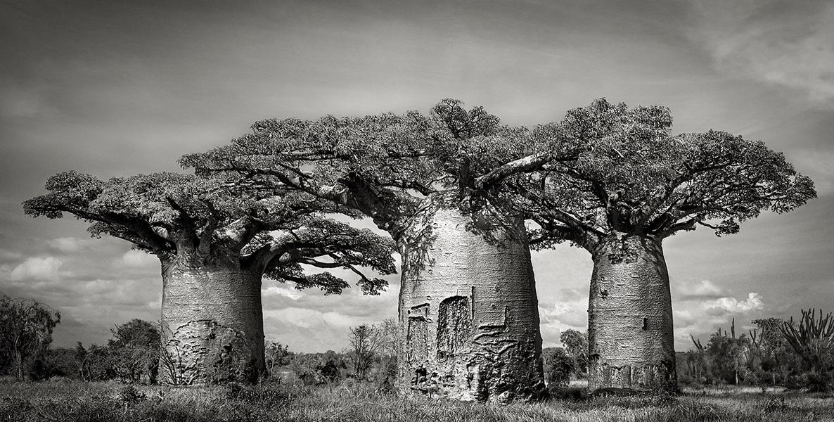 baobabs-vi-andombiry-forest