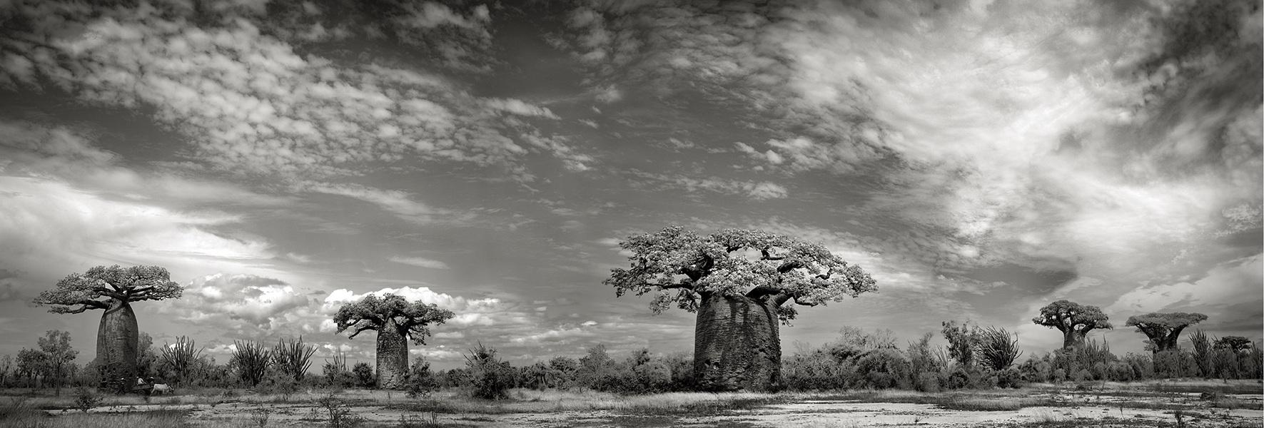 baobabs-vii-andombiry-forest
