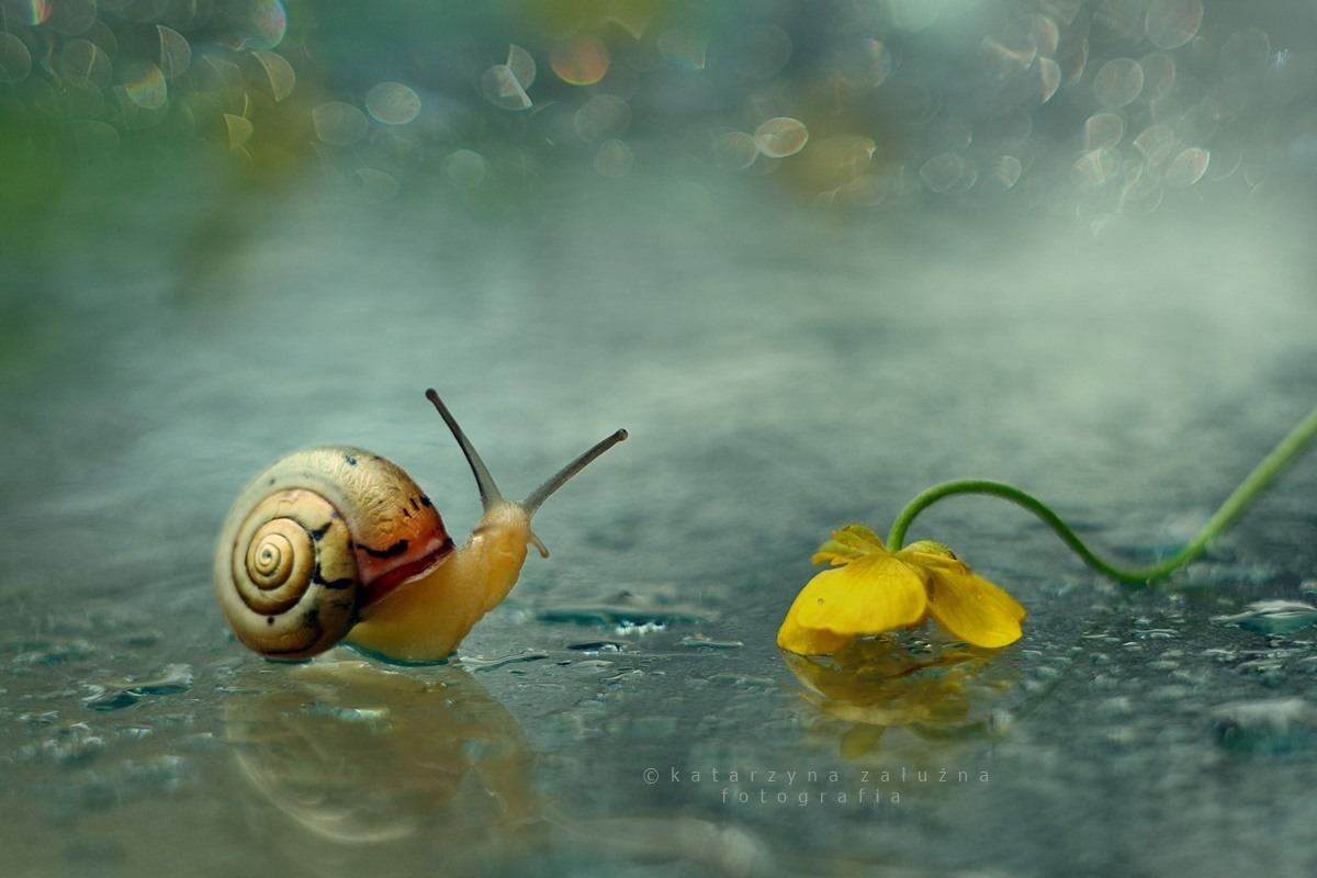 katarzyna-zaluzna-snail-bokeh-photography-13