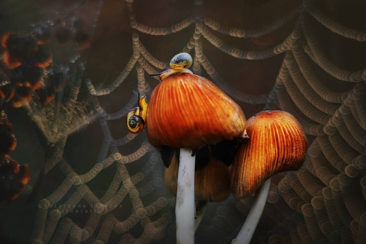 katarzyna-zaluzna-snail-bokeh-photography-17