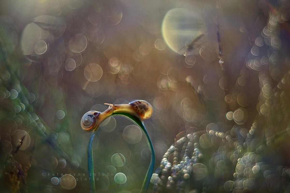 katarzyna-zaluzna-snail-bokeh-photography-18