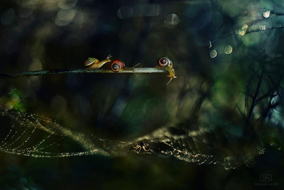 katarzyna-zaluzna-snail-bokeh-photography-5