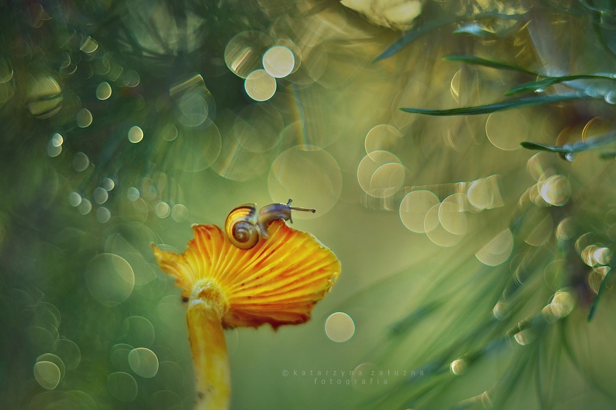 katarzyna-zaluzna-snail-bokeh-photography-9