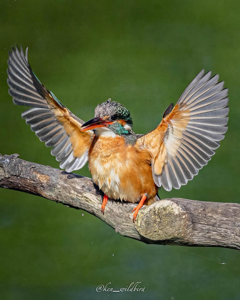 kingfisher-bird-photography-ken-09