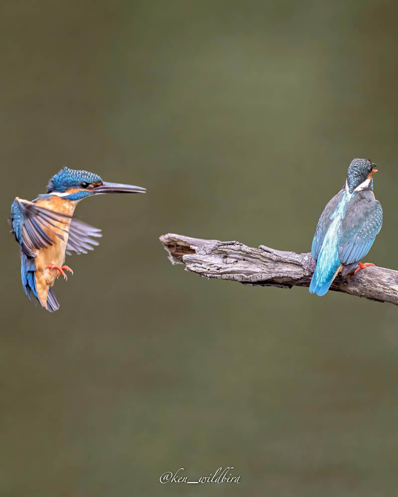 kingfisher-bird-photography-ken-12