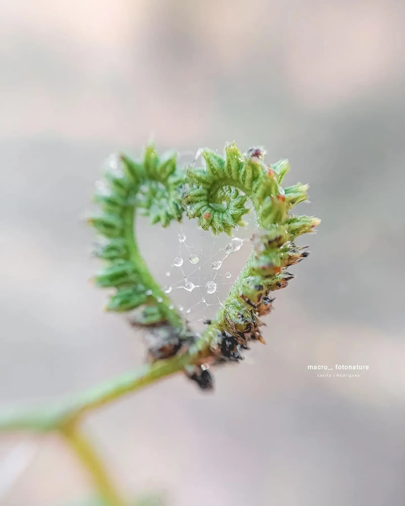 macro-photography-droplets-luci-rodriguez-06