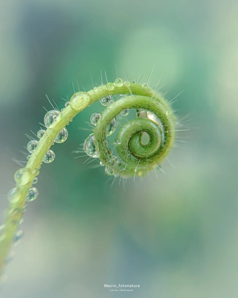 macro-photography-droplets-luci-rodriguez-20