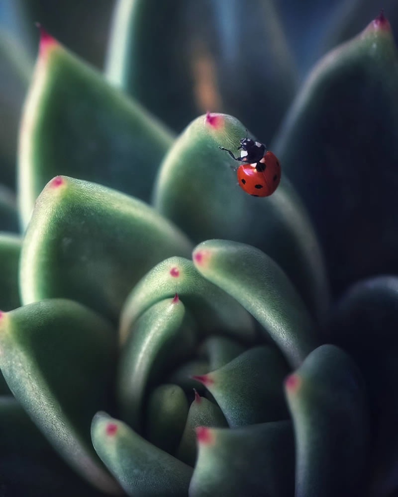 macro-photos-of-ladybugs-makis-bitos-08