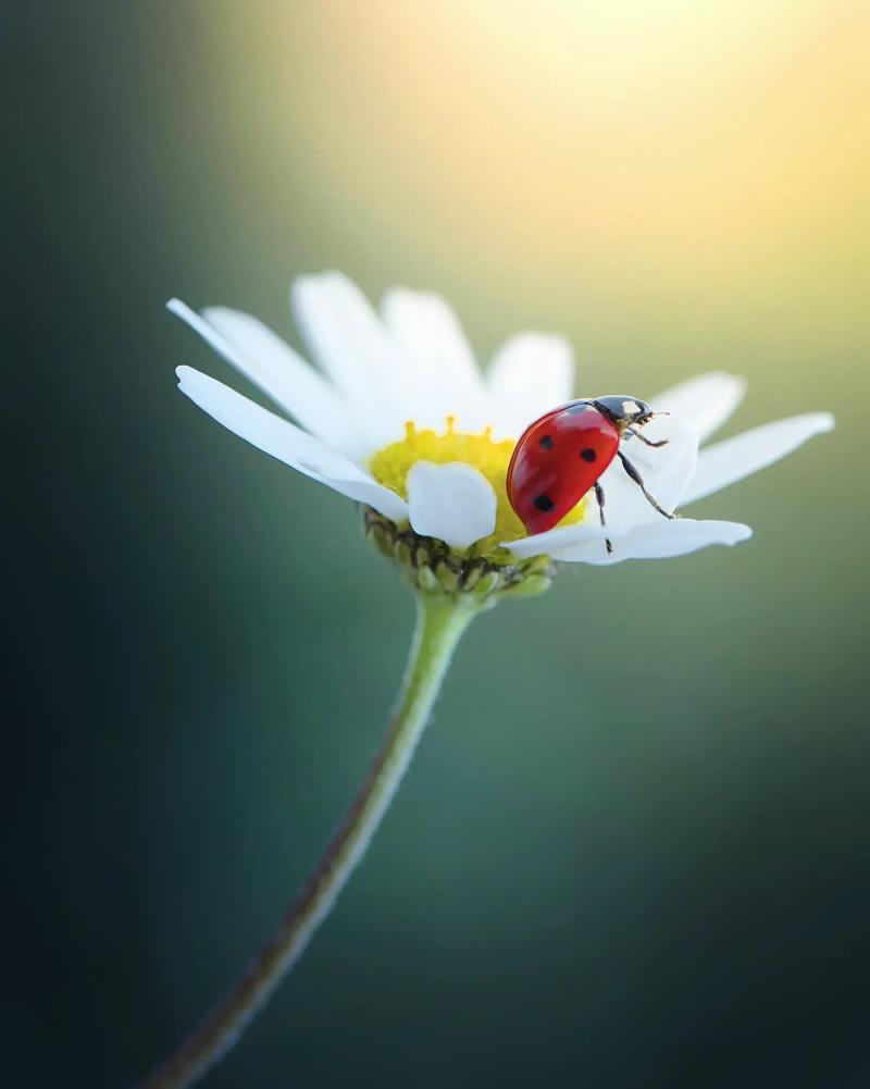 macro-photos-of-ladybugs-makis-bitos-23