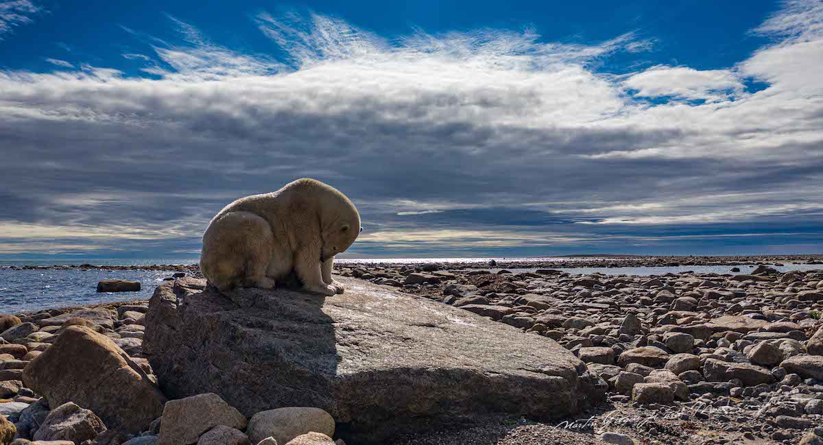 martin-gregus-polar-bears-summer-canada-1