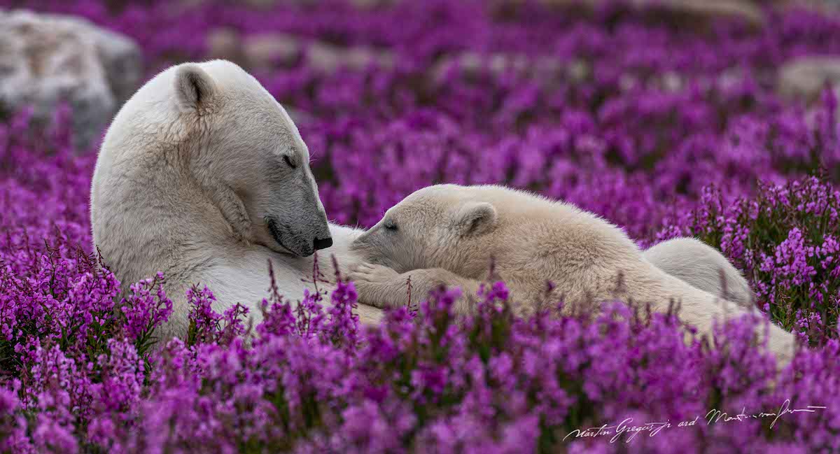 martin-gregus-polar-bears-summer-canada-11