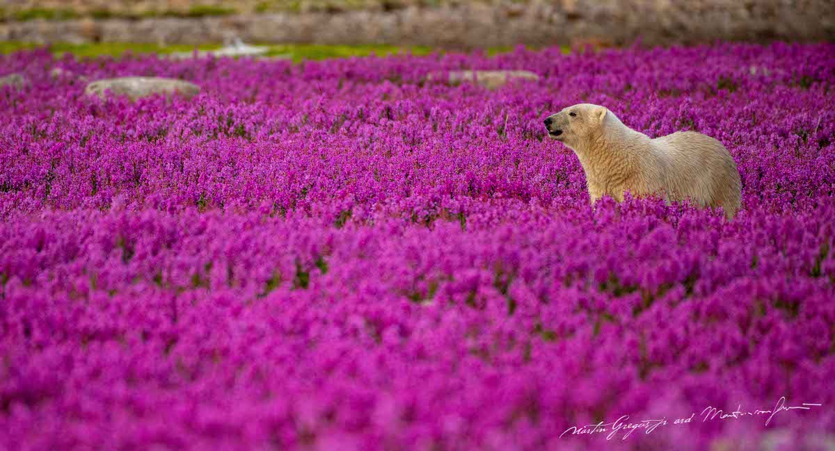 martin-gregus-polar-bears-summer-canada-13