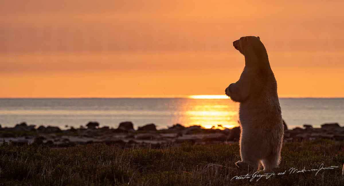 martin-gregus-polar-bears-summer-canada-7