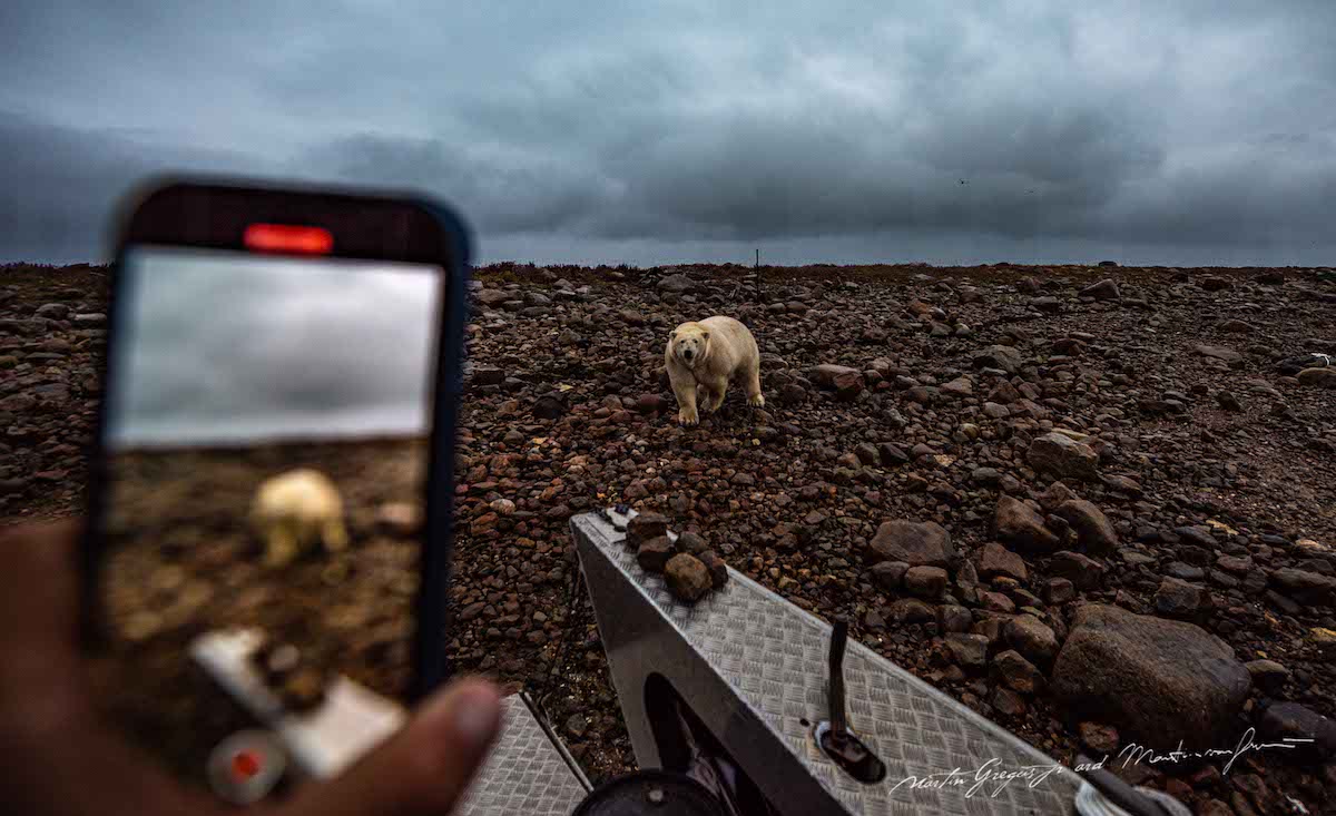 martin-gregus-polar-bears-summer-canada-9