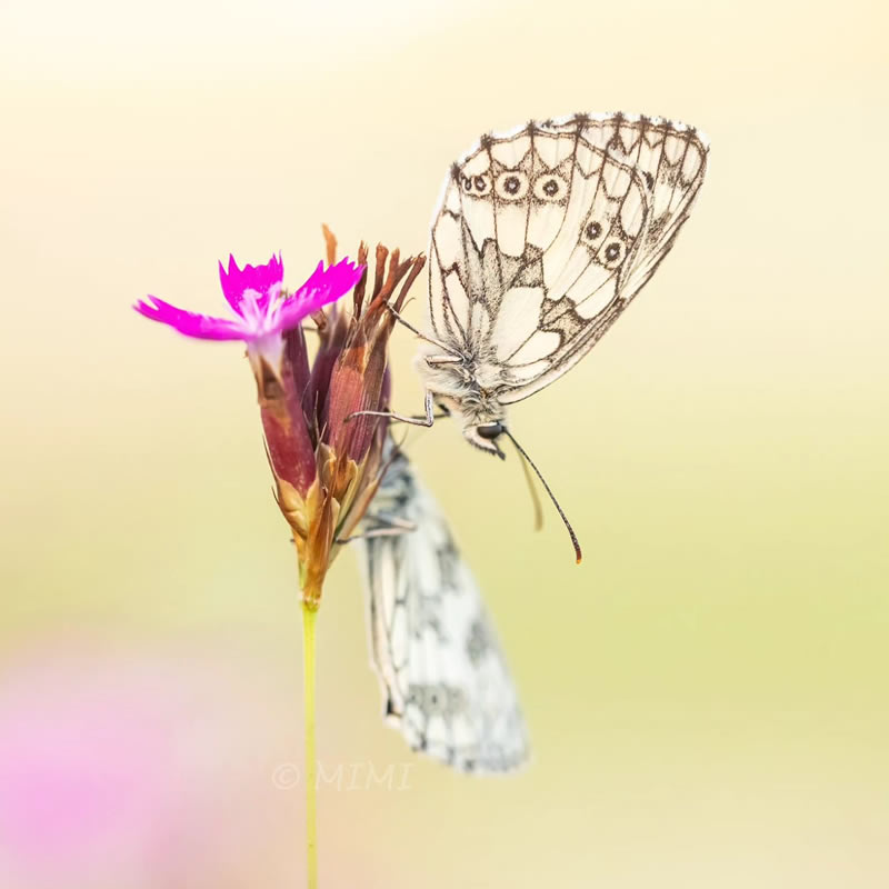 butterfly-macro-photography-michelle-gutjahr-05