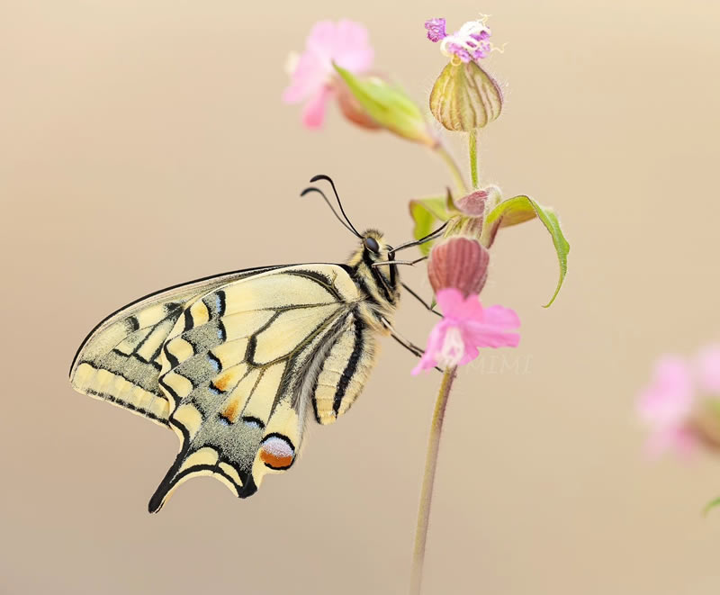 butterfly-macro-photography-michelle-gutjahr-06