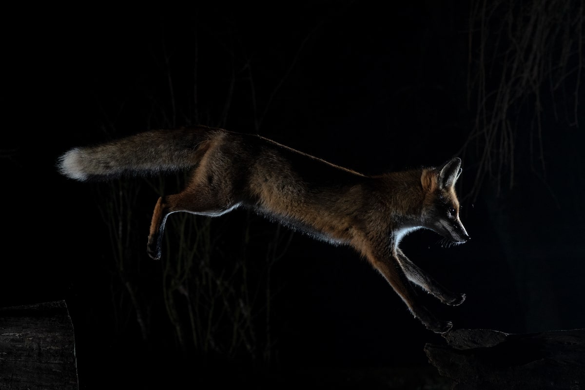 milan-radisics-fox-photos-13