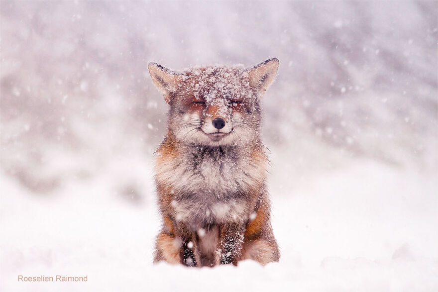 smiling_fox_snow