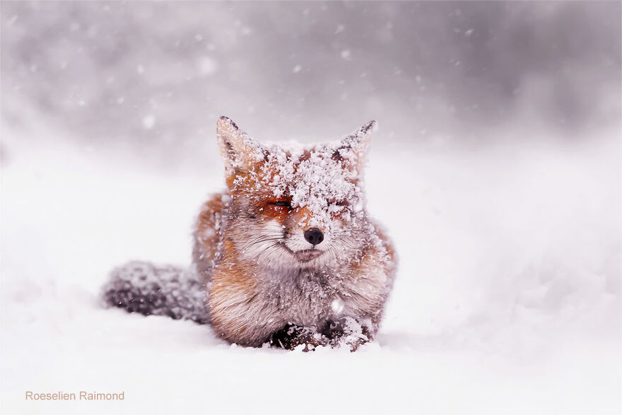 smiling_fox_snow_1