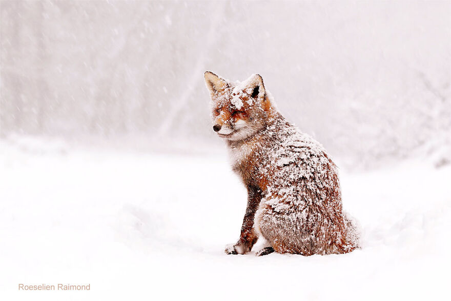 smiling_fox_snow_10