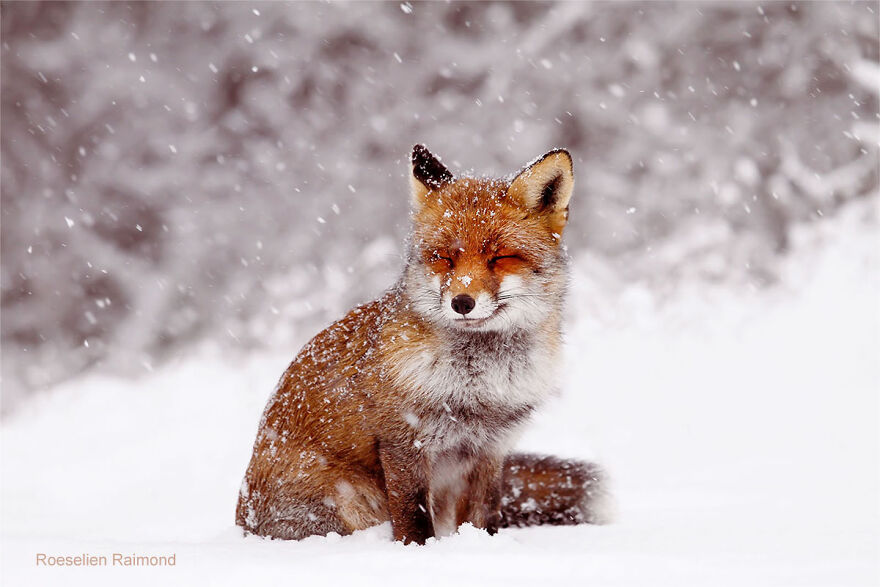 smiling_fox_snow_2