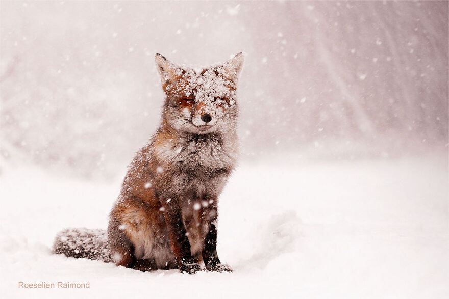 smiling_fox_snow_3