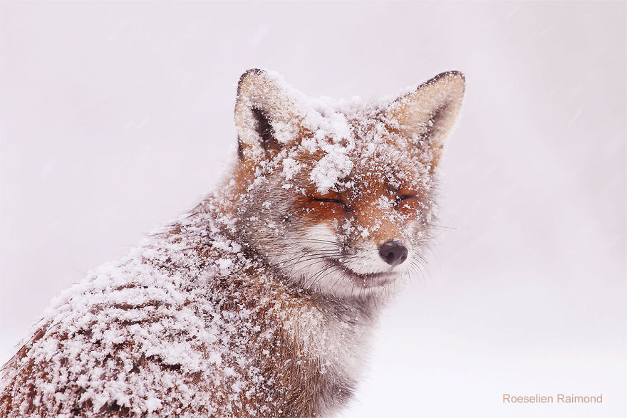 smiling_fox_snow_6