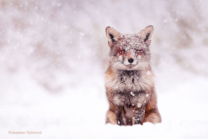 smiling_fox_snow_9