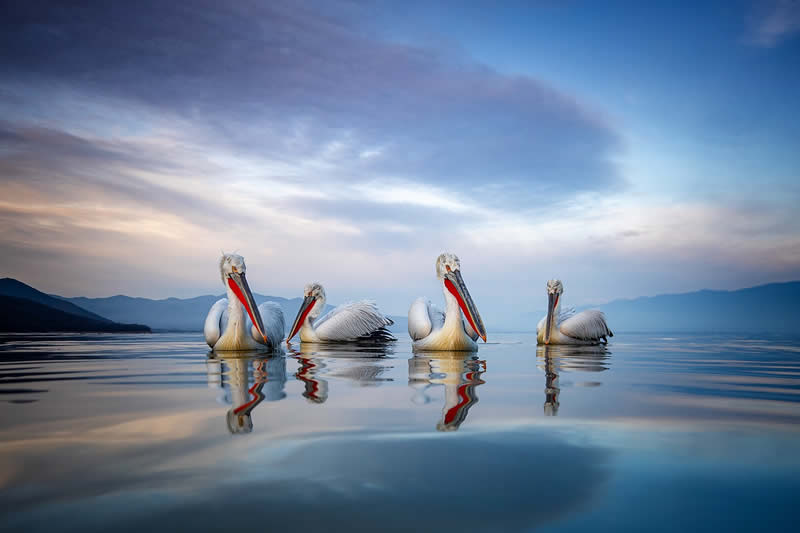 pelicans-bird-photography-sean-weekly-08