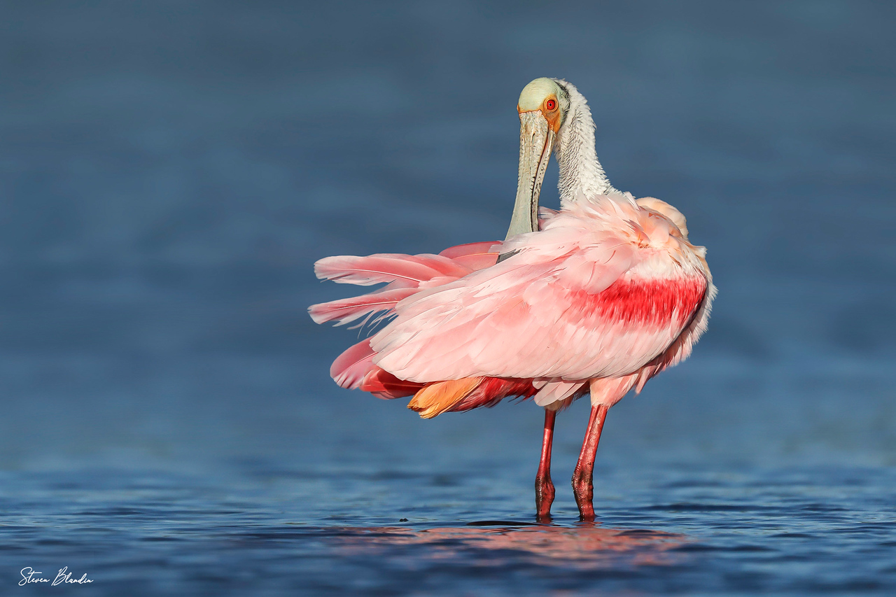 15_florida_spoonbills_looking_back_at_you-x2