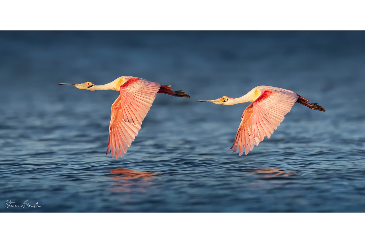 5_florida_spoonbills_tandem_flight-x2