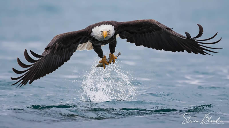 bird-photography-steven-blandin-07