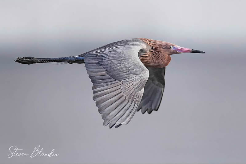 bird-photography-steven-blandin-16