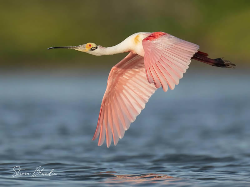 bird-photography-steven-blandin-24