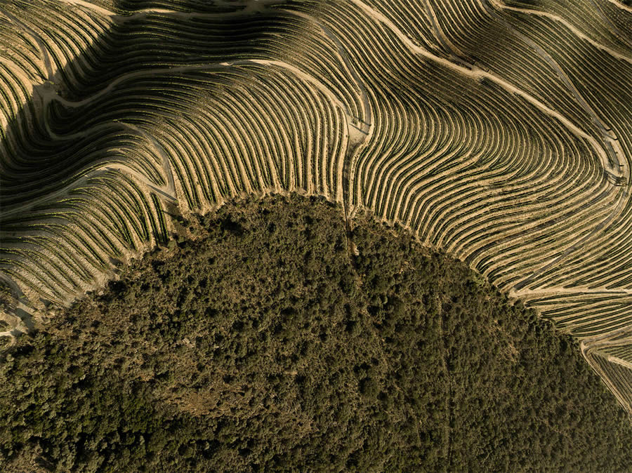 vineyards-aerial-photography-tiago-tania-07