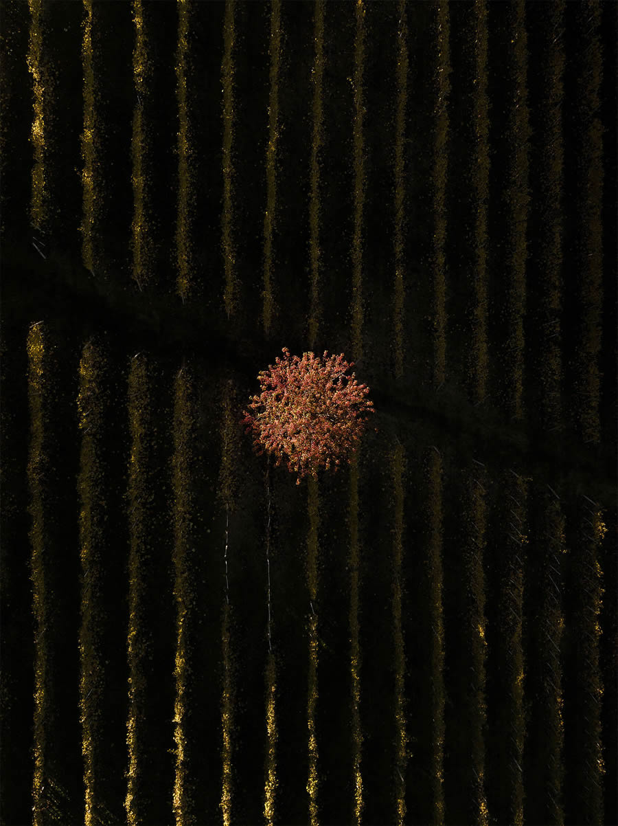 vineyards-aerial-photography-tiago-tania-12