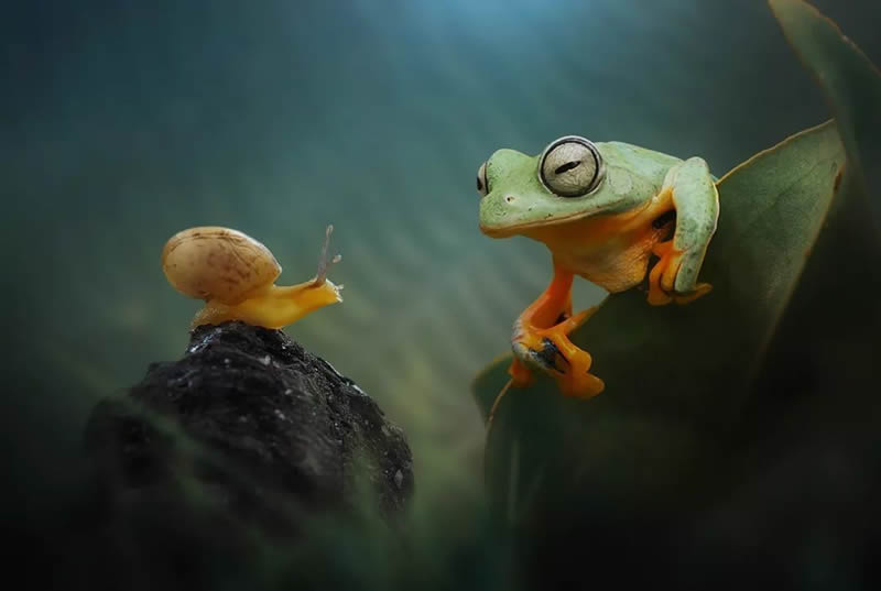 macro-photos-of-frogs-yan-hidayat-11