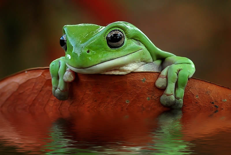 macro-photos-of-frogs-yan-hidayat-16