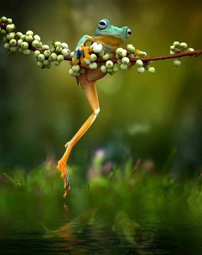 macro-photos-of-frogs-yan-hidayat-17