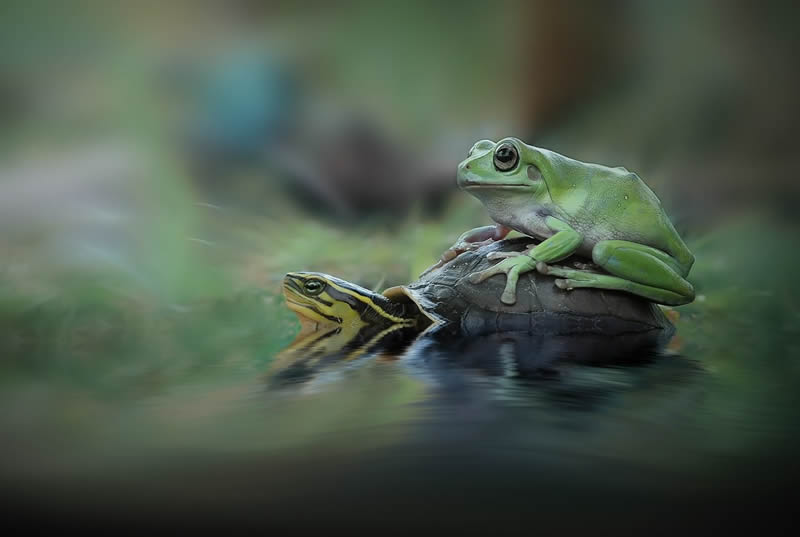 macro-photos-of-frogs-yan-hidayat-20