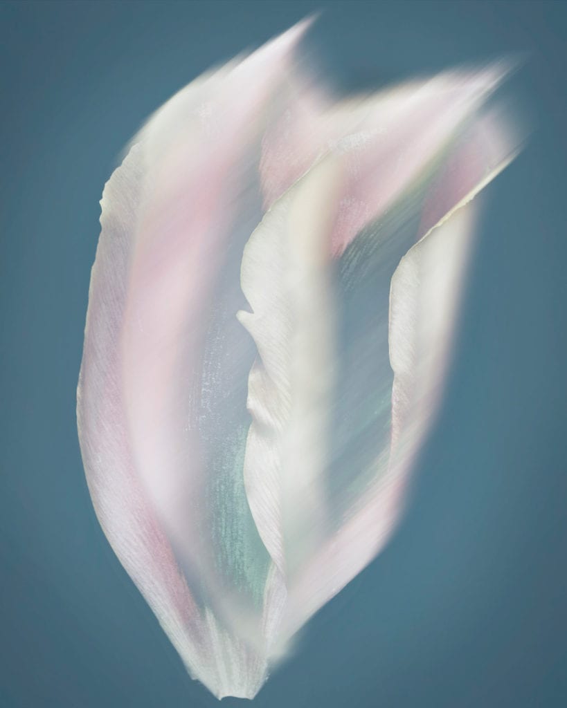 joyce-tenneson-tulip-petals-1-819x1024