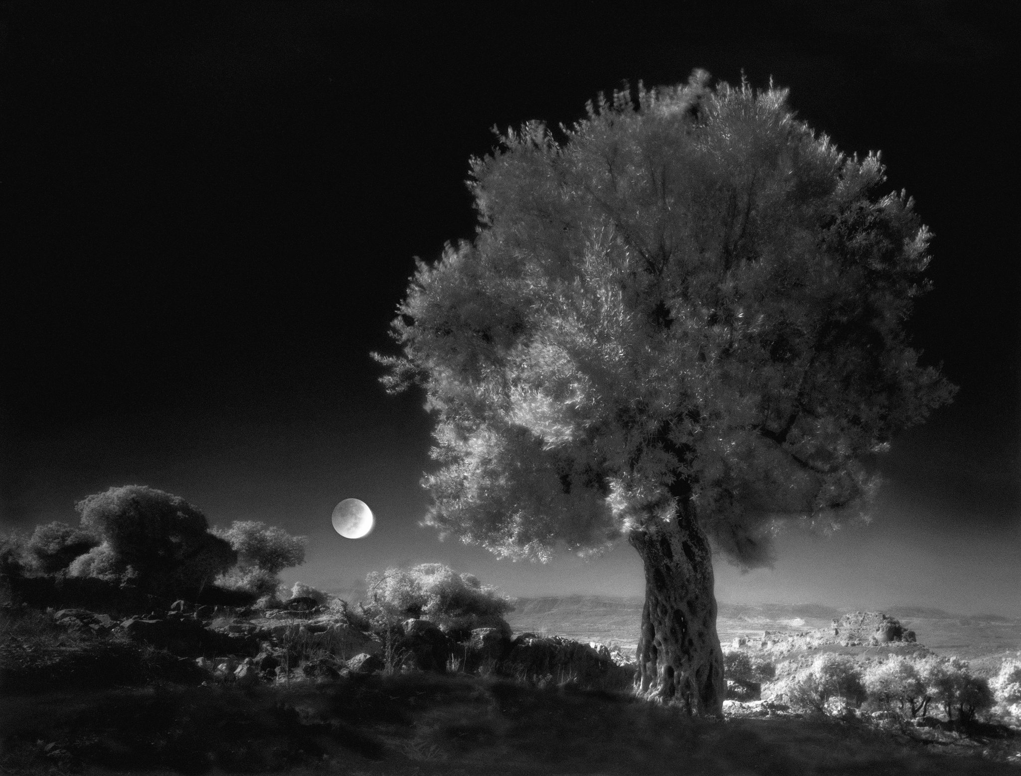 neil-folberg_olive-tree-1_jpeg