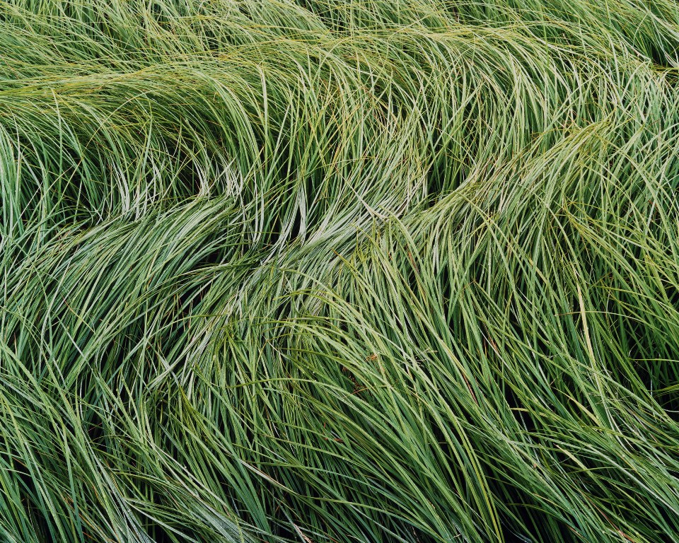 13_storm_tossed_grasses_new_hampshire