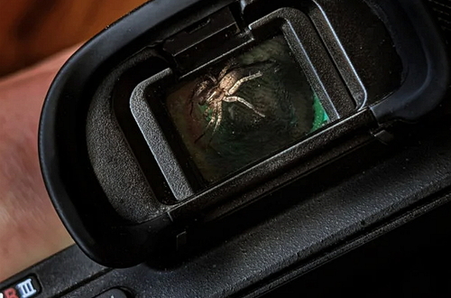 Фотограф находит паука в видоискателе своей камеры