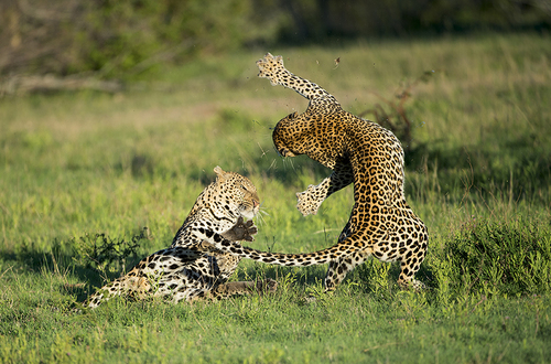 ДУХ ПРИКЛЮЧЕНИЙ. Южная Африка: земля леопарда