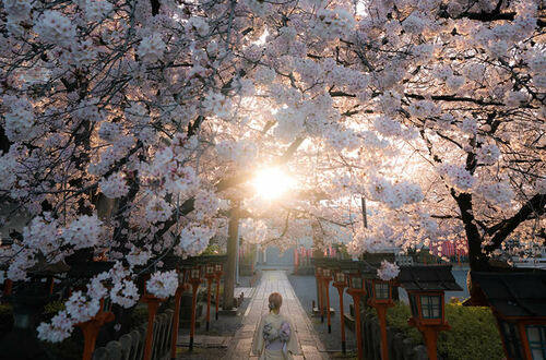 В полном расцвете: весна в Японии через объектив Хисы Мацумуры