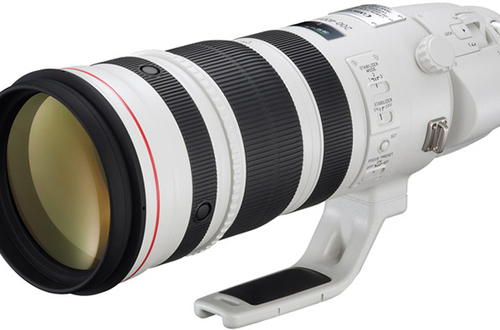 Супертелеобъектив Canon EF 200–400 mm f/4L IS USM Extender 1.4x: если своими ногами не дойти, дикая природа доберется до вас сама
